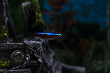 small turquoise and red fish in fish tank