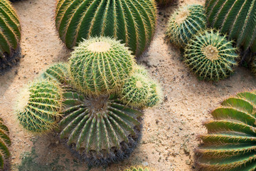 cactus tree closeup