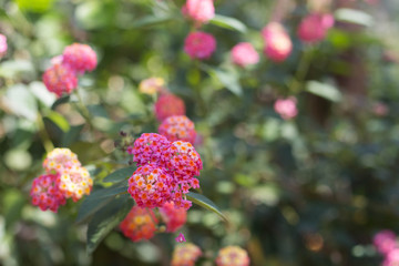 Beautiful lantana camara flowers in the garden.