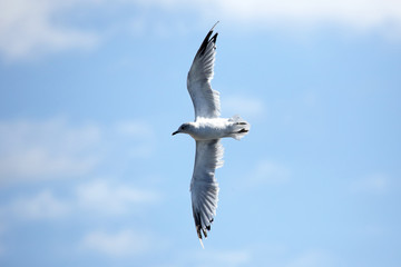 bird Seagull flying against the sky