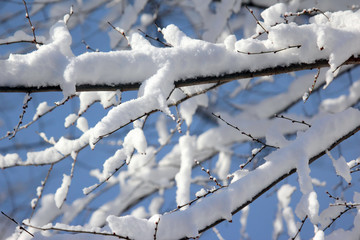 branches of trees covered with snow in winter