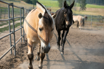 horse and mule