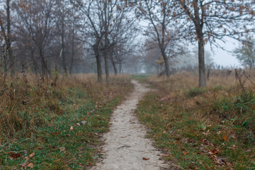 Path leading into thick fog. Autumn mood