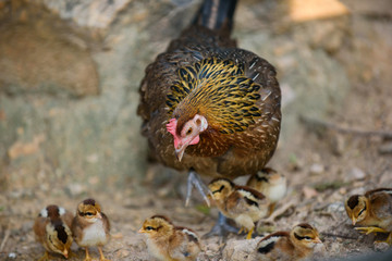 chick with chicken, feeding, hen