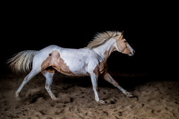 running horse