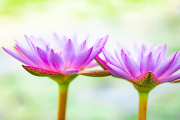 close up beautiful purple lotus , a water lily flower in pond