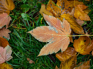 Autumn day after the rain drops on fallen leaf