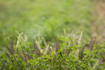 sacred basil and blurred background.