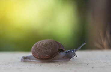 Snail crawls on the wood.