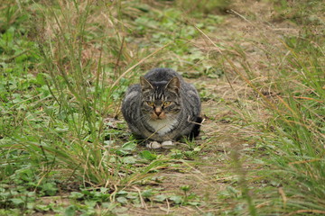 猫