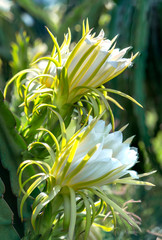 Dragon fruit flower in organic farm. This flower blooms in 4 days if pollination will pass and the...