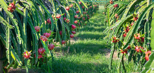 Dragon fruit tree with ripe red fruit on the tree for harvest. This is a cool fruit with many...