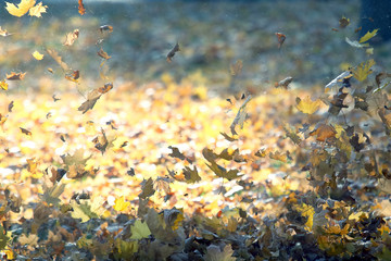 Falling from the wind autumn leaves