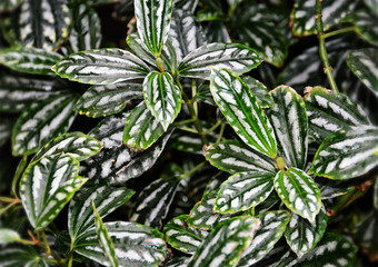 Matte. Green leaves backdrop. Foliage. Pilea cadierei Gagnep. et Guill. Nature background. Close up.