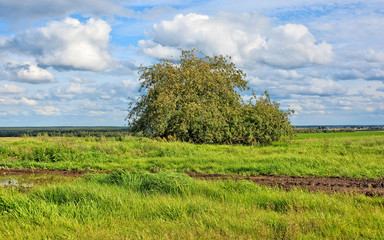 Fototapeta na wymiar Countryside. Field with a lonely apple tree. Rural landscape with blue sky in the background. Wonderful panoramic view. Picturesque wallpaper. Amazing nature.