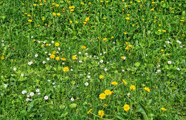 Beautiful green meadow with nice chamomile and yellow dandelions. Wonderful rural landscape. Wildflowers. Summer countryside. Green pasture. Herbs