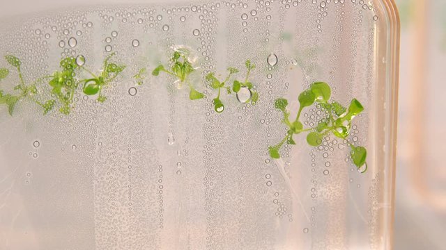 Thale cress and mouse-ear cress, Arabidopsis thaliana is an important model organism plant genetics and molecular biology science, phytotron cultivation growth, plastic nutrient box, growth chamber