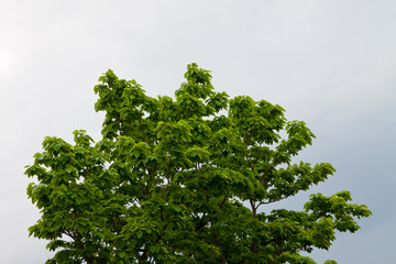 Fototapeta premium Top of Tree