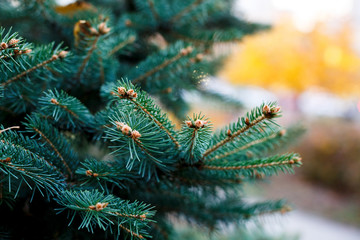 Close-up of fir tree branches. Nature winter background