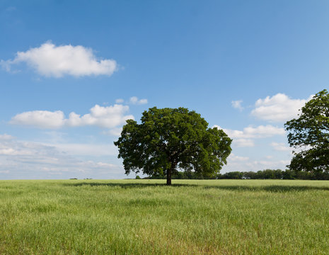 Trees near the Horizon