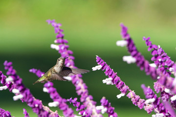 female Annas Hummingbird drinking nectar from purple Mexican Sage flowers.