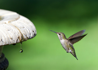 Close up on one Anna's Hummingbird hovering near a bird bath, water droplet falling, green nature out of focus in background.