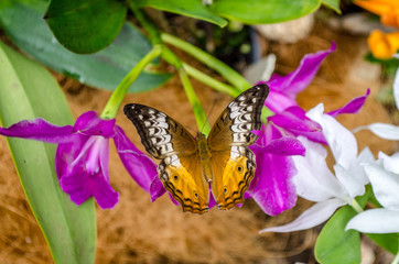 butterfly on purple orchid