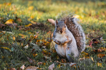 Cute squirrel sitting in grass