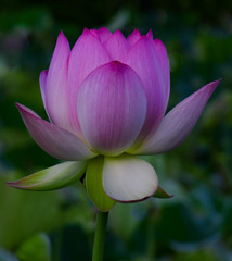 Obraz premium Pink Water Lily