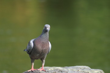 ハト