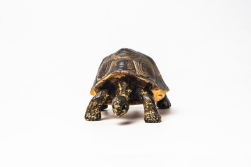 turtle on white background