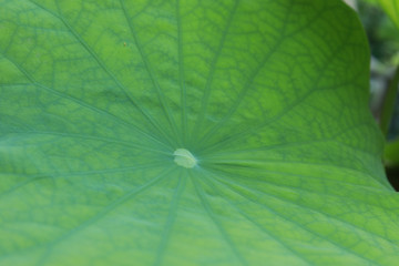 lotus leaf texture for background
