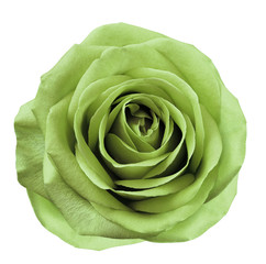 Light green  flower rose  on  white isolated background with clipping path.  no shadows. Closeup.  For design. Nature.