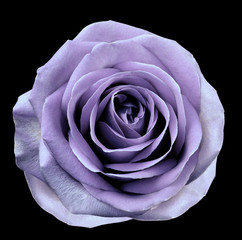 Violet flower rose  on black isolated background with clipping path.  no shadows. Closeup.  For design. Nature.