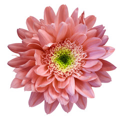 Fototapeta premium Red chrysanthemum flower isolated on white background with clipping path. Closeup no shadows. For design. Nature.