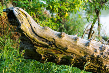 Fallen old tree trunk in the green grass, brightened by warm summer sunlight. Photo taken close to the coast of a lake