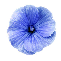 Lavatera blue flower on a  white isolated background with clipping path.   Closeup.  no shadows.  For design.  Nature.