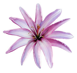Purple  flower  lily on a white isolated background with clipping path  no shadows. Closeup.  Nature.