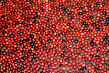 Bignay fruit, Antidesma bunius afloat on water