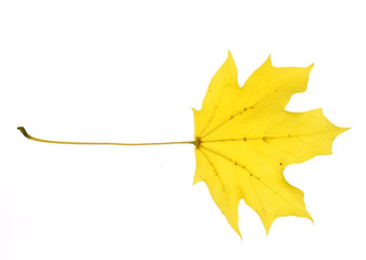 close up on yellow autumn leaf texture isolated on white background