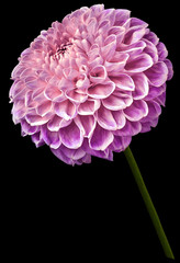Beautiful purple-pink dahlia flower on the black isolated background. Flower on the stem. Closeup.  Nature.