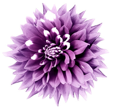 purple flower. White isolated background with clipping path. Nature. Closeup. dahlia.