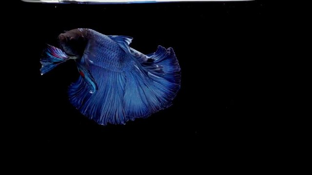 Super slow motion of vibrant Siamese fighting fish (Betta splendens), well known name is Plakat Thai