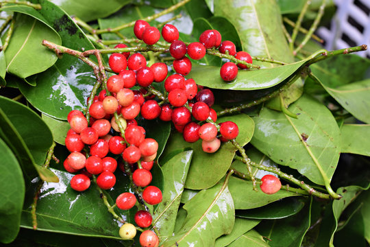 Bignay fruits,  Antidesma bunius attached to stem. backgrounds, wallpaper
