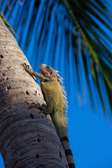 Iguana climbing a palm tree