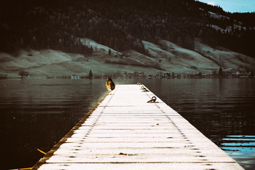 Naklejka premium Lonely bird sitting on the lake pier, coast with houses in the background