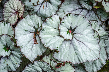 Pastel green leaf texture