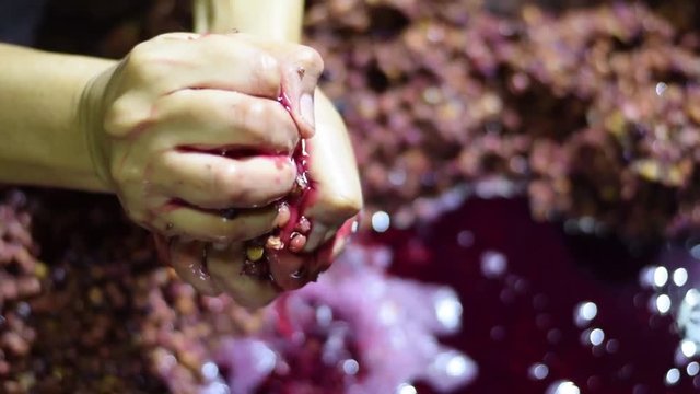 Bignay, Antidesma bunius home wine processing hand crushing, mashing and squeezing of fruit