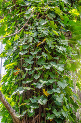 vines on tree