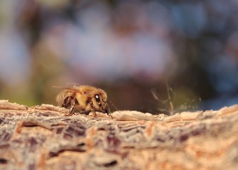 Honey bee soaking up sun on tree branch